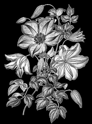 «Цветок клематис 233695» — картинка для гравировки на памятнике, № 2073