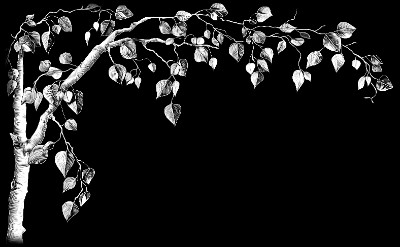 «Береза 17346» — картинка для гравировки на памятнике, № 1157